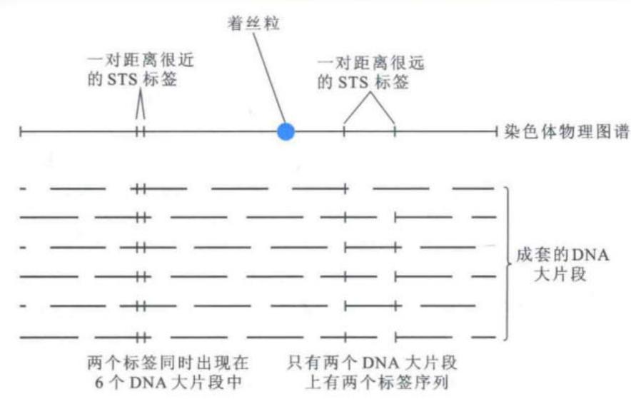 以STS共现关系建立基因组物理图