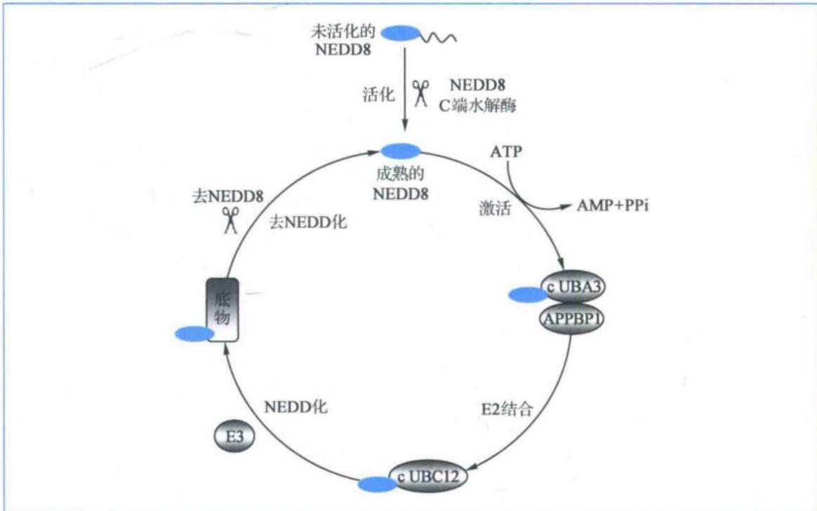 NEDD化修饰通路