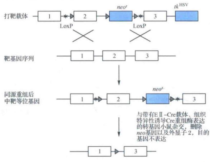 条件型基因敲除策略