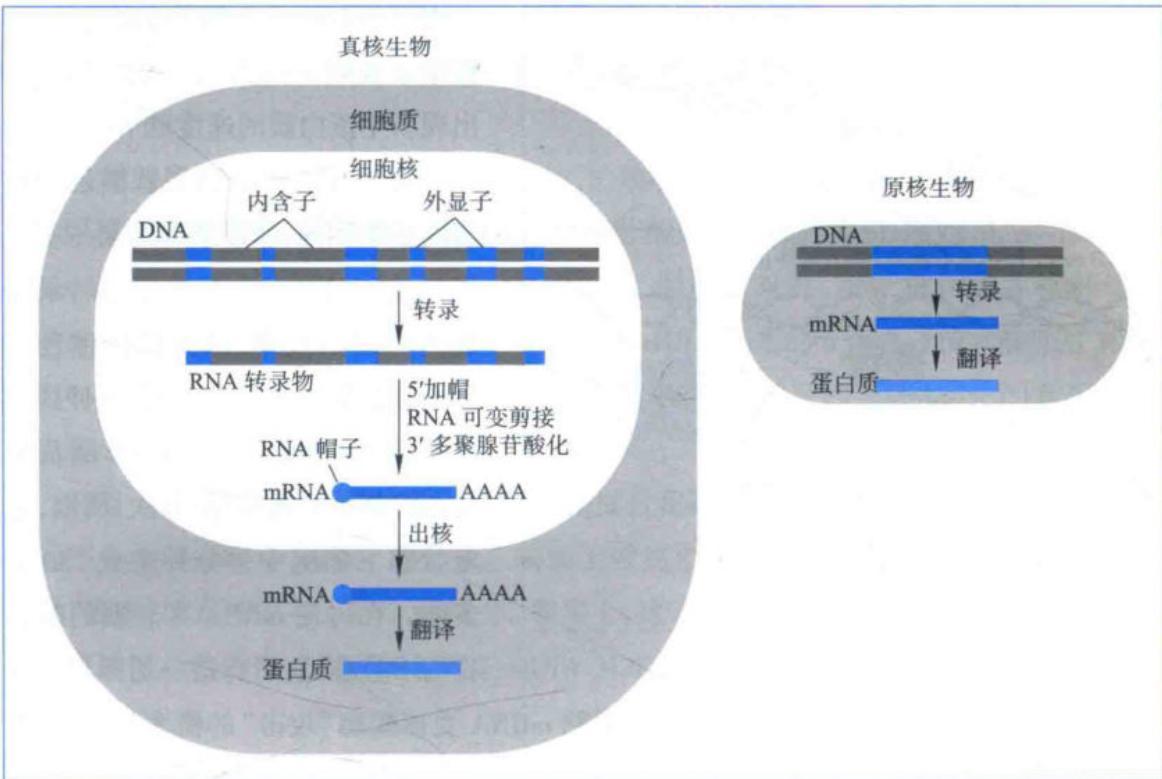 原核与真核生物转录及翻译比较