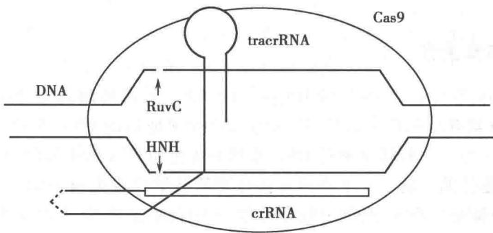 CRISPR-Cas切割外源DNA
