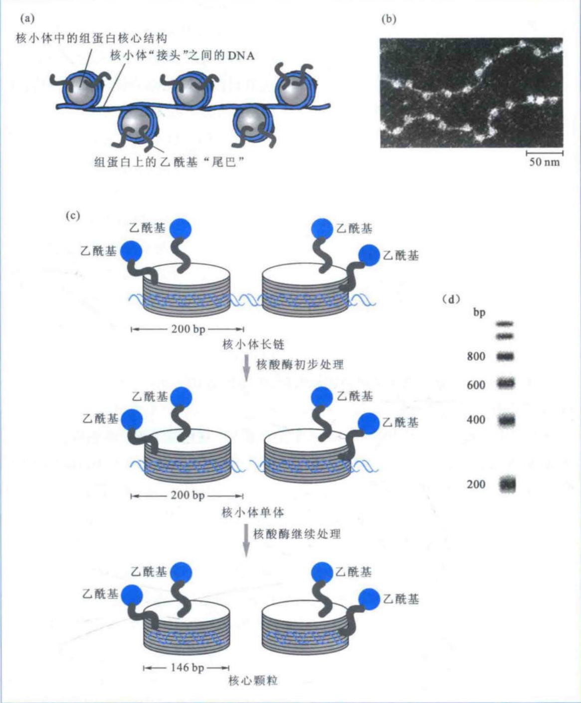 核小体单位及核心颗粒形成