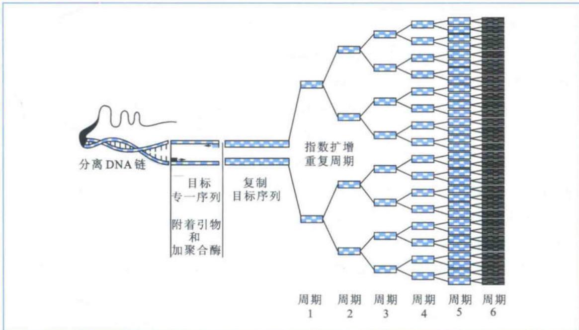 PCR变性、退火和延伸循环