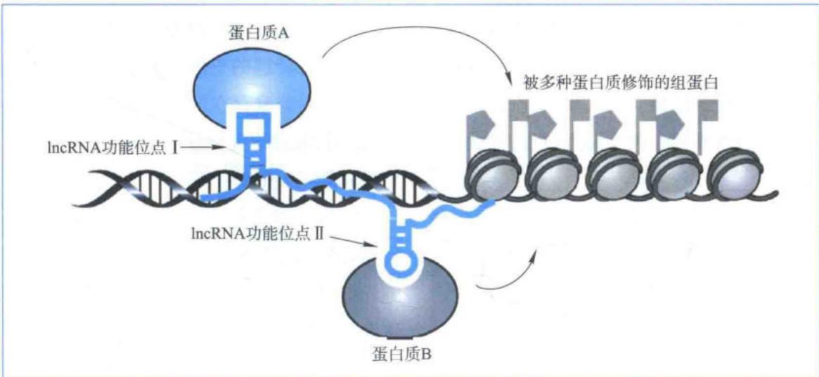 骨架lncRNA组装RNP并影响组蛋白修饰