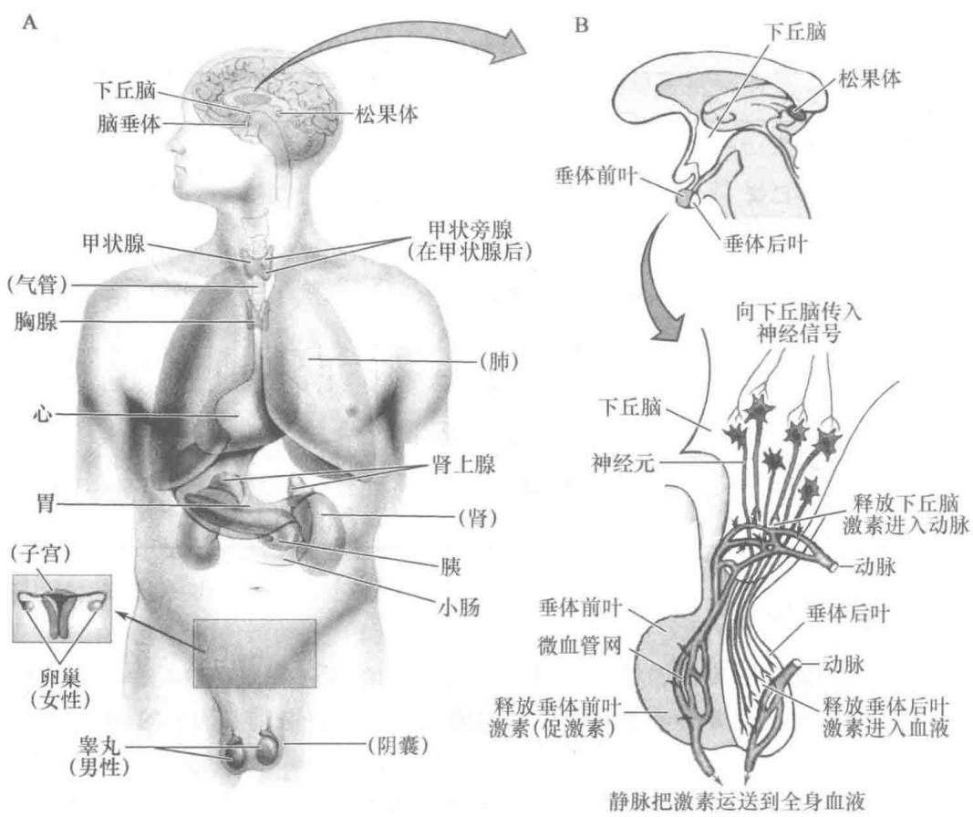 人体主要内分泌腺与神经内分泌起点