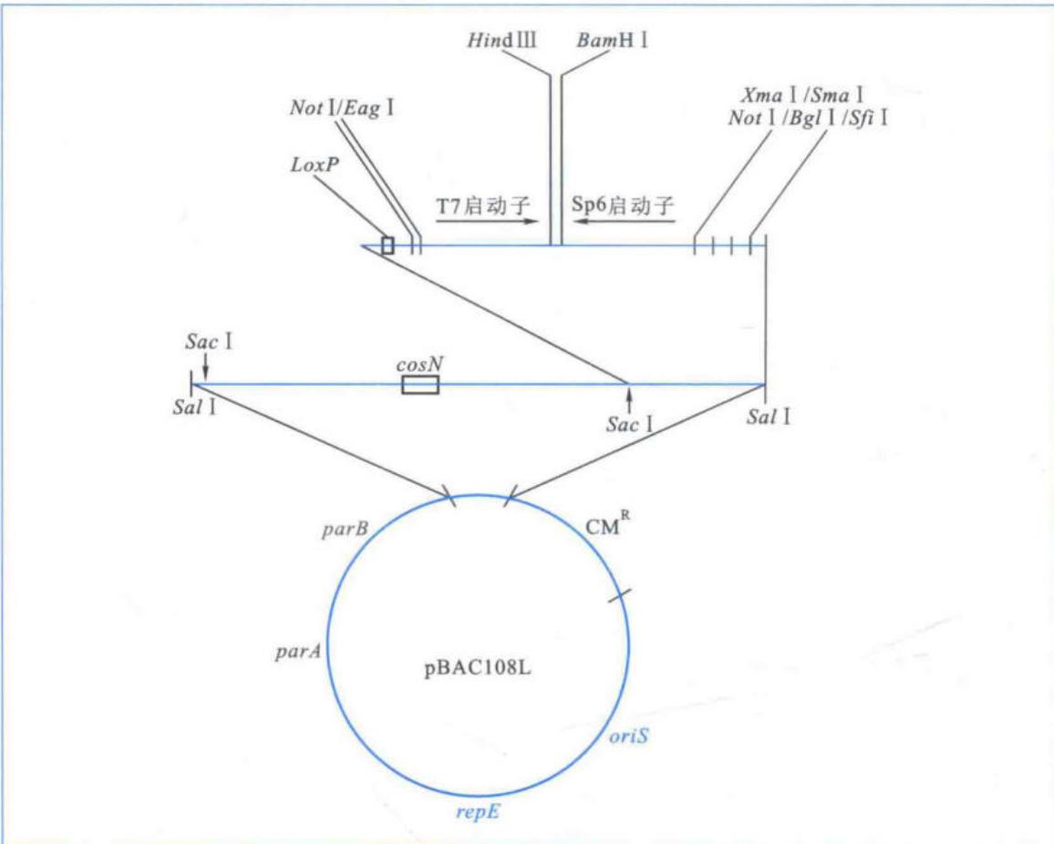 BAC载体的构建及其克隆策略