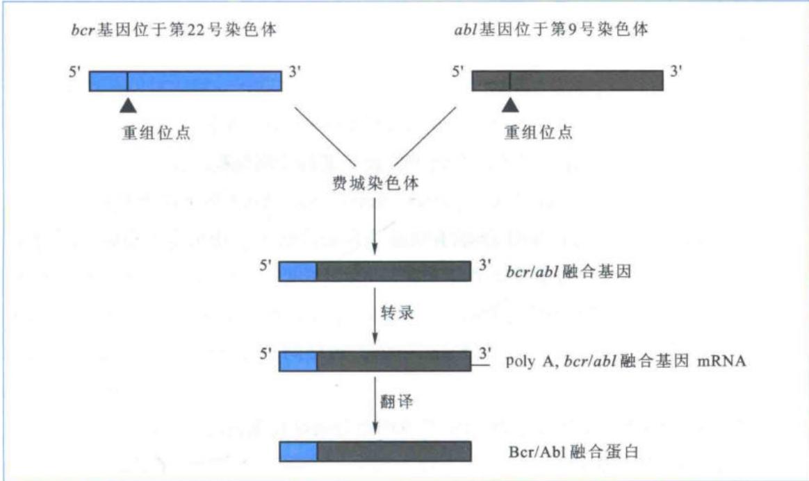 abl易位并与bcr融合形成细胞癌基因