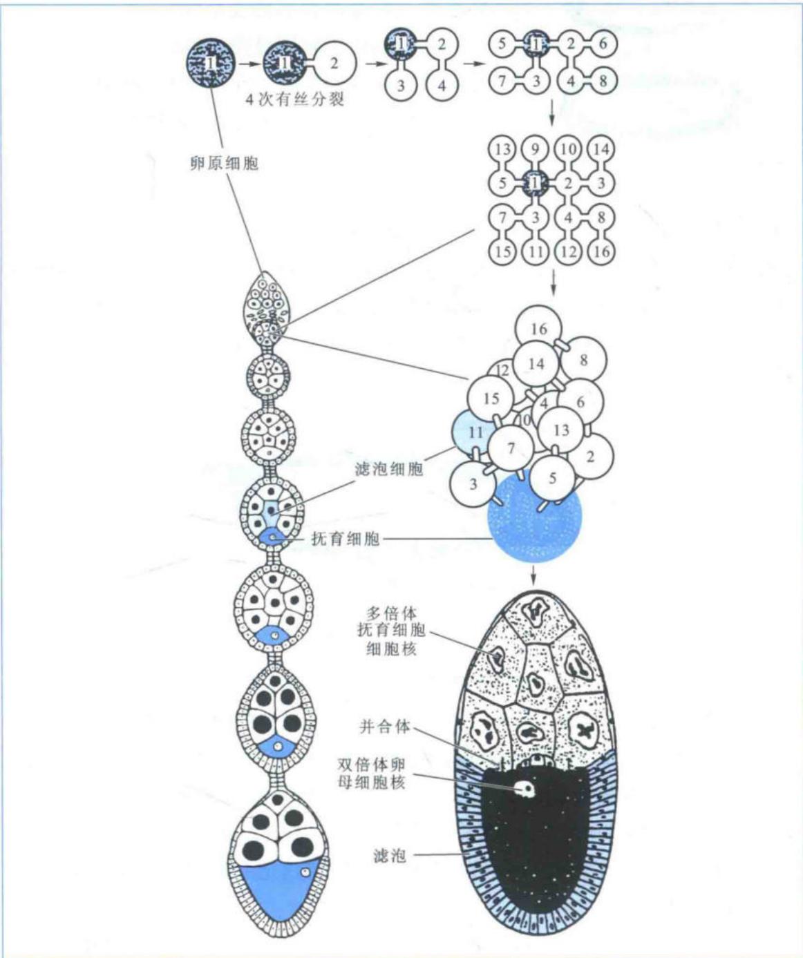 果蝇卵原细胞形成卵母细胞和抚育细胞