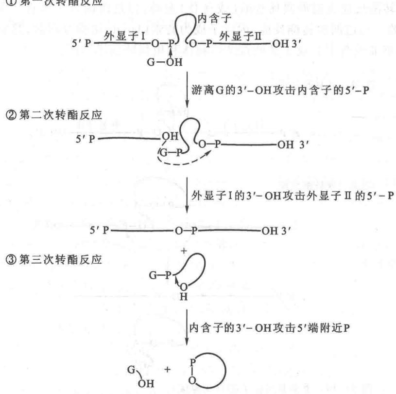 I型内含子的自我剪接