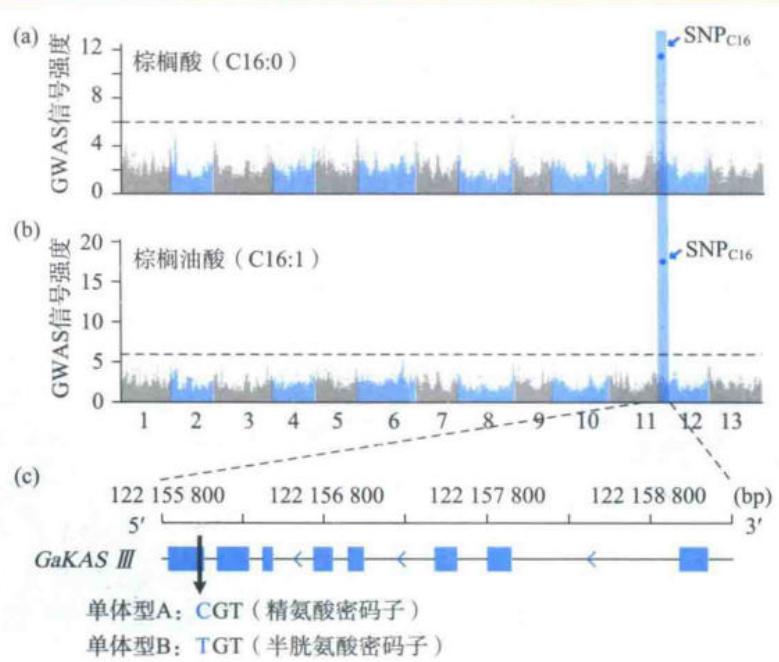 GWAS鉴定棉花种子油脂肪酸含量相关基因