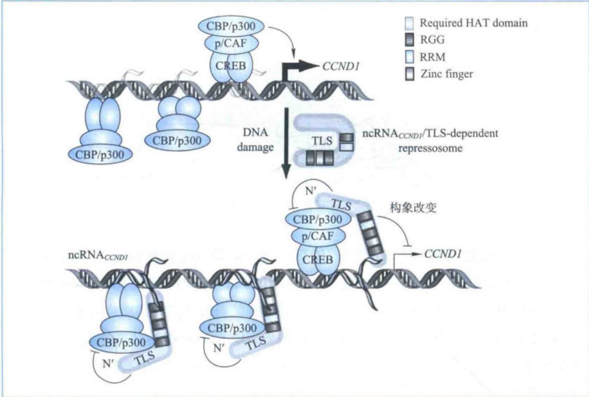 lncRNA改变TLS构象并调控cyclin D1