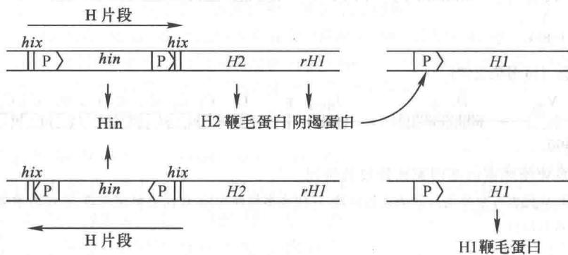 H片段倒位与鞭毛相转变