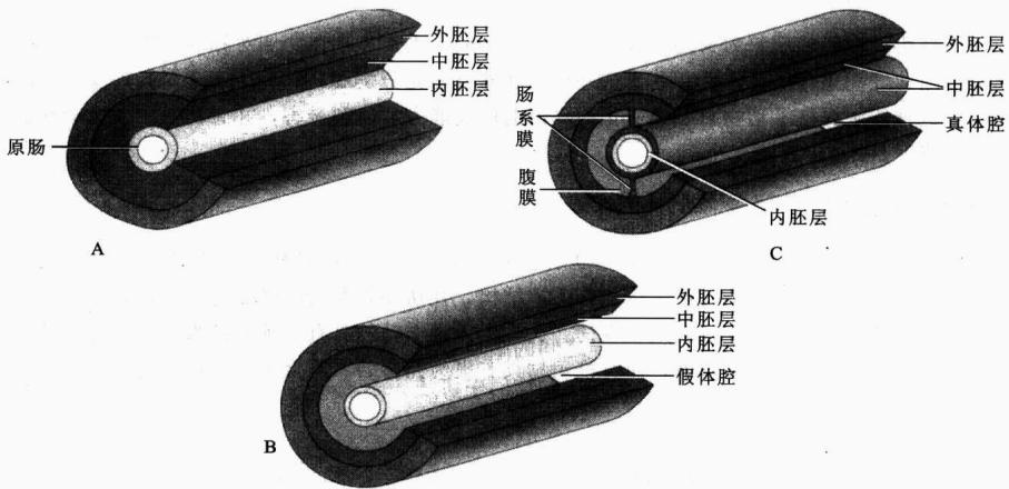 无体腔、假体腔和真体腔的结构比较