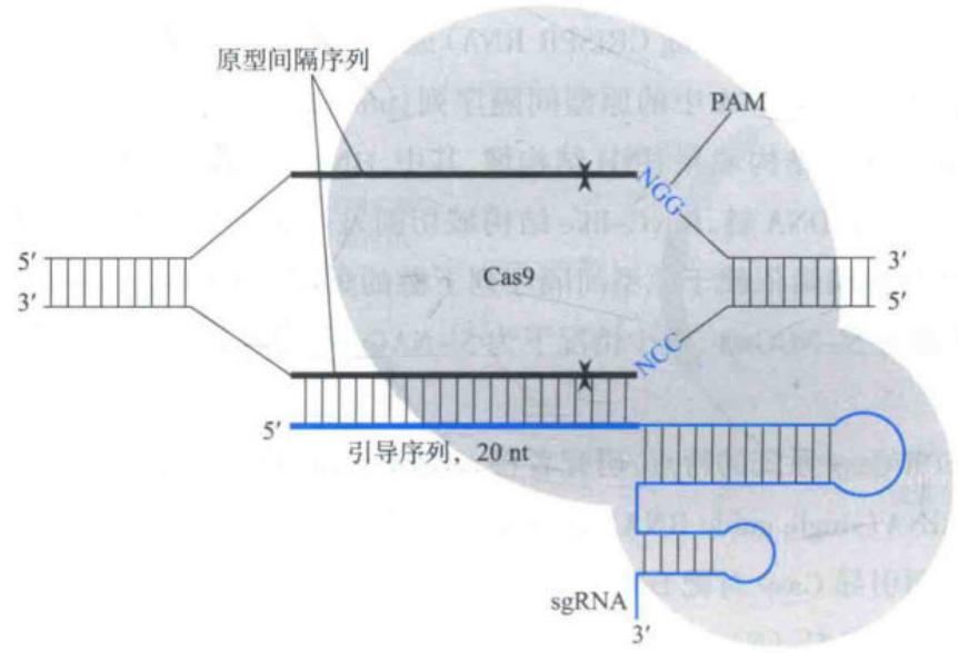 融合为sgRNA的人工CRISPR-Cas9系统