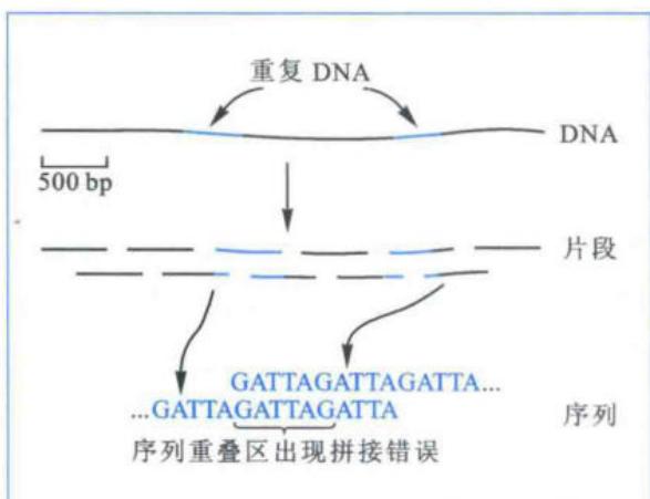 重复序列造成鸟枪法片段错误拼接