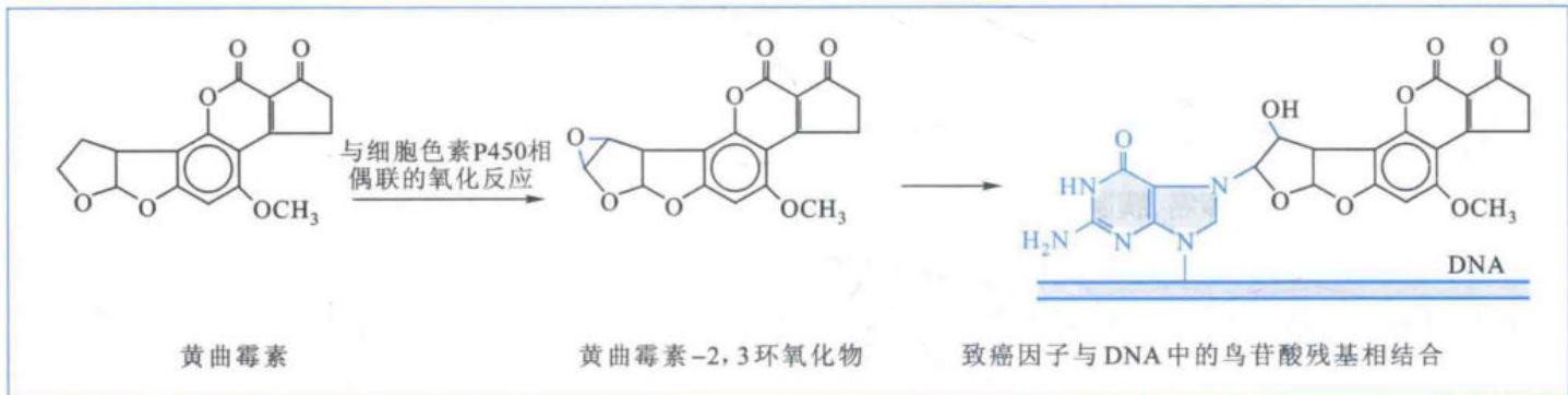 黄曲霉素通过基因突变诱发细胞癌变