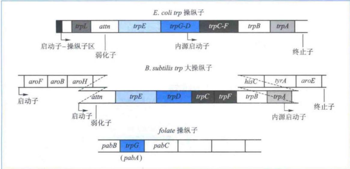 枯草杆菌与大肠杆菌色氨酸操纵子的结构比较