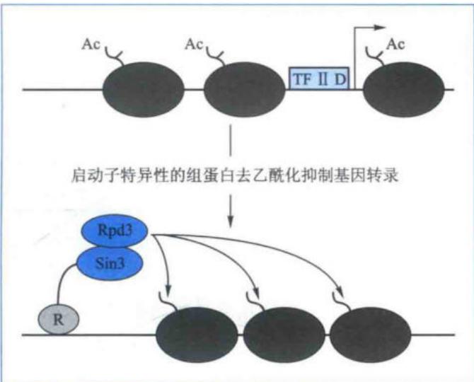 HDAC复合体结合启动区并抑制转录