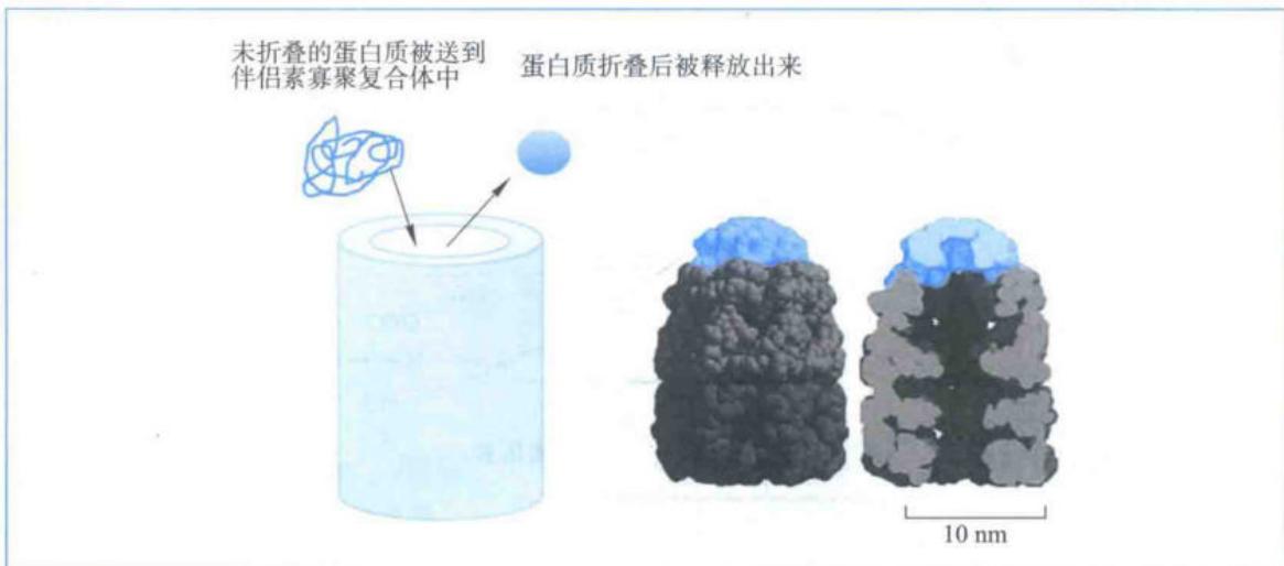 GroEL-GroES伴侣素形成蛋白质折叠微环境
