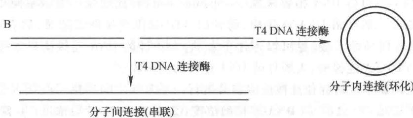 DNA平末端的连接
