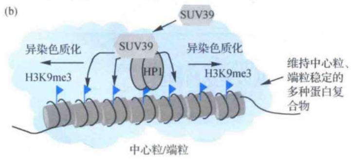 HP1和SUV39维持H3K9me3组成型异染色质