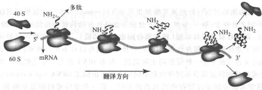 多核糖体