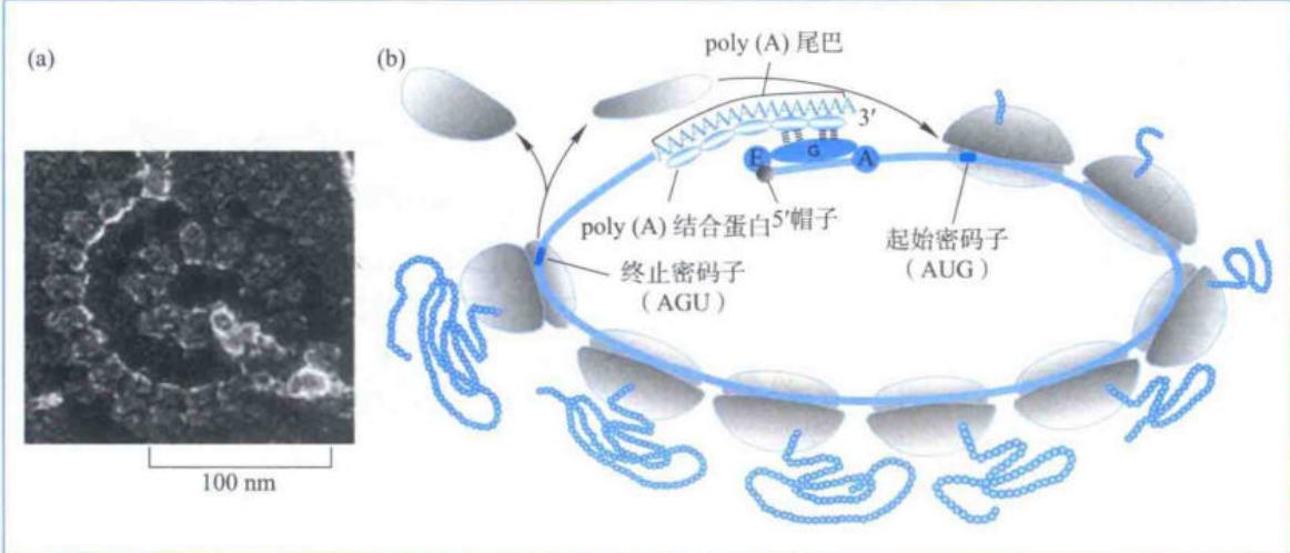 多核糖体同时翻译同一mRNA