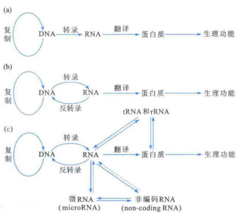 遗传信息传递的中心法则(教材图1-7之二)