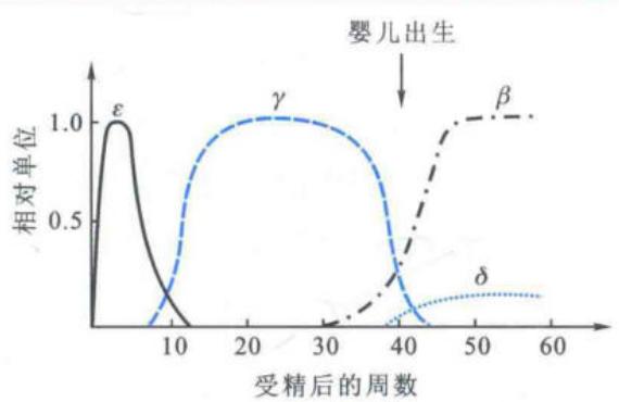 人体发育过程中不同beta-珠蛋白的含量变化