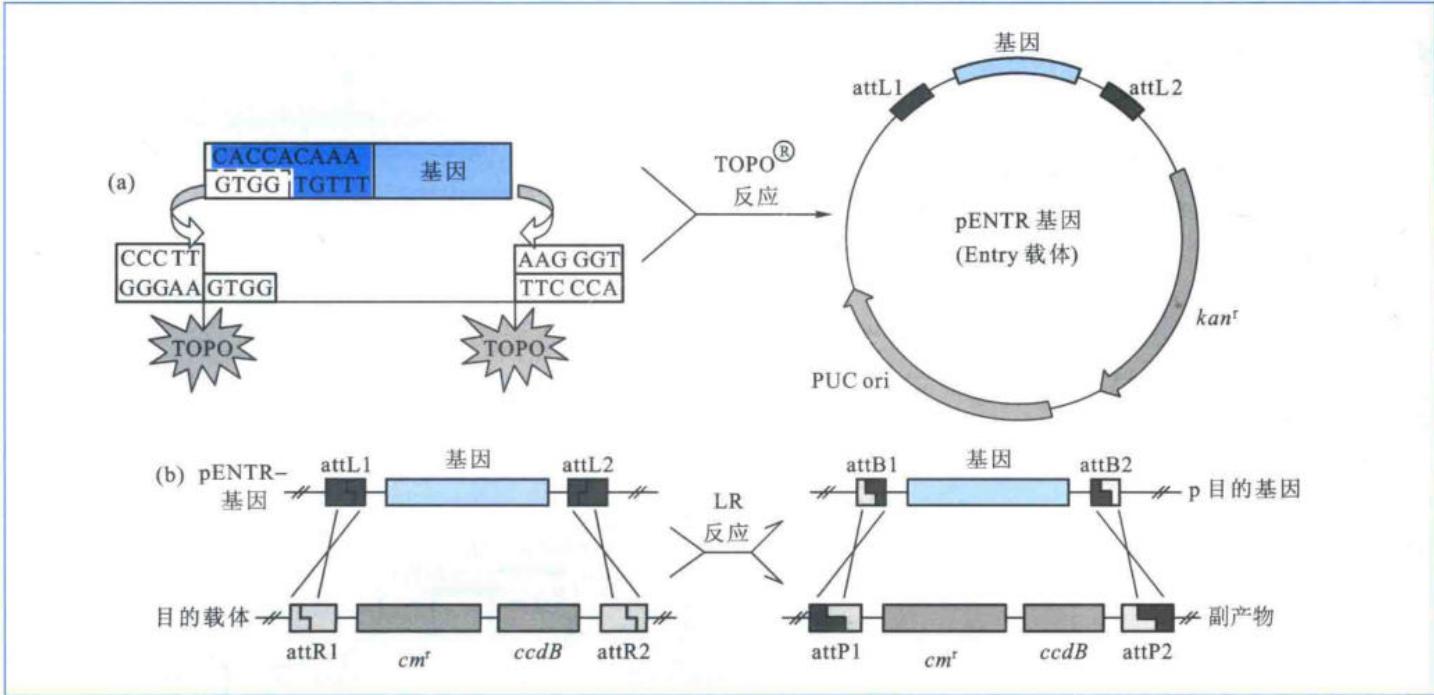 Gateway的TOPO反应与LR反应
