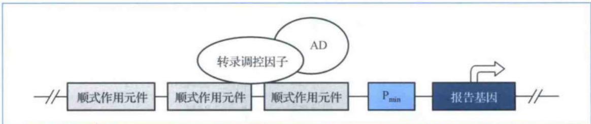 酵母单杂交的基本原理