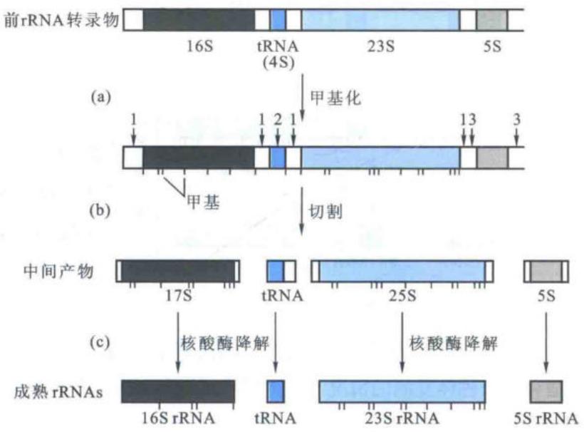 细菌rRNA基因家族成员分布与前rRNA成熟