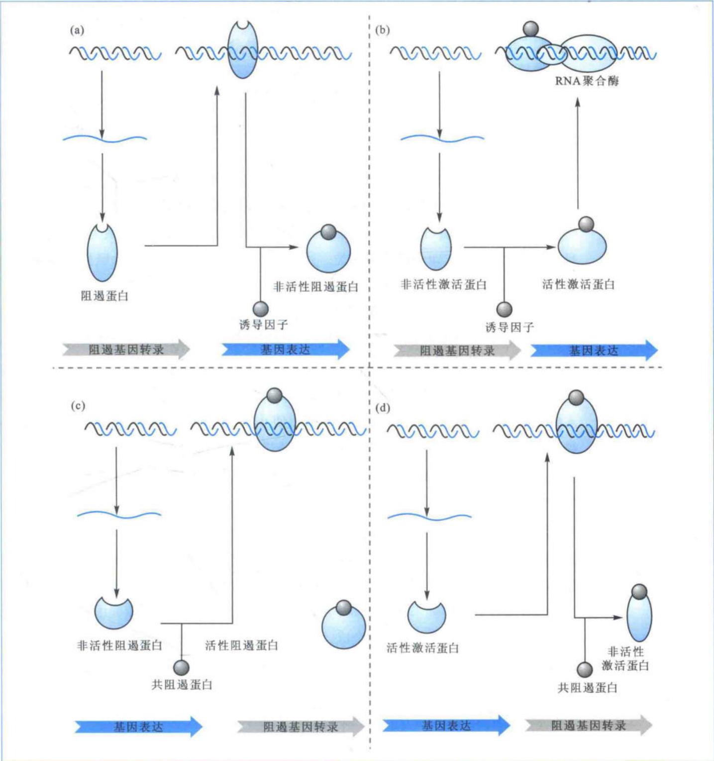 细菌中的4类转录调控体系