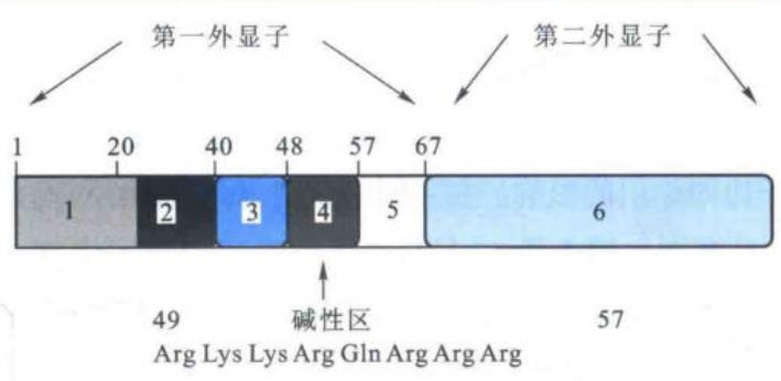 Tat蛋白结构