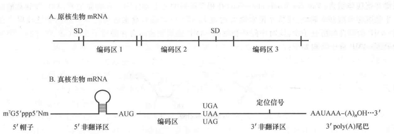 原核与真核mRNA结构比较