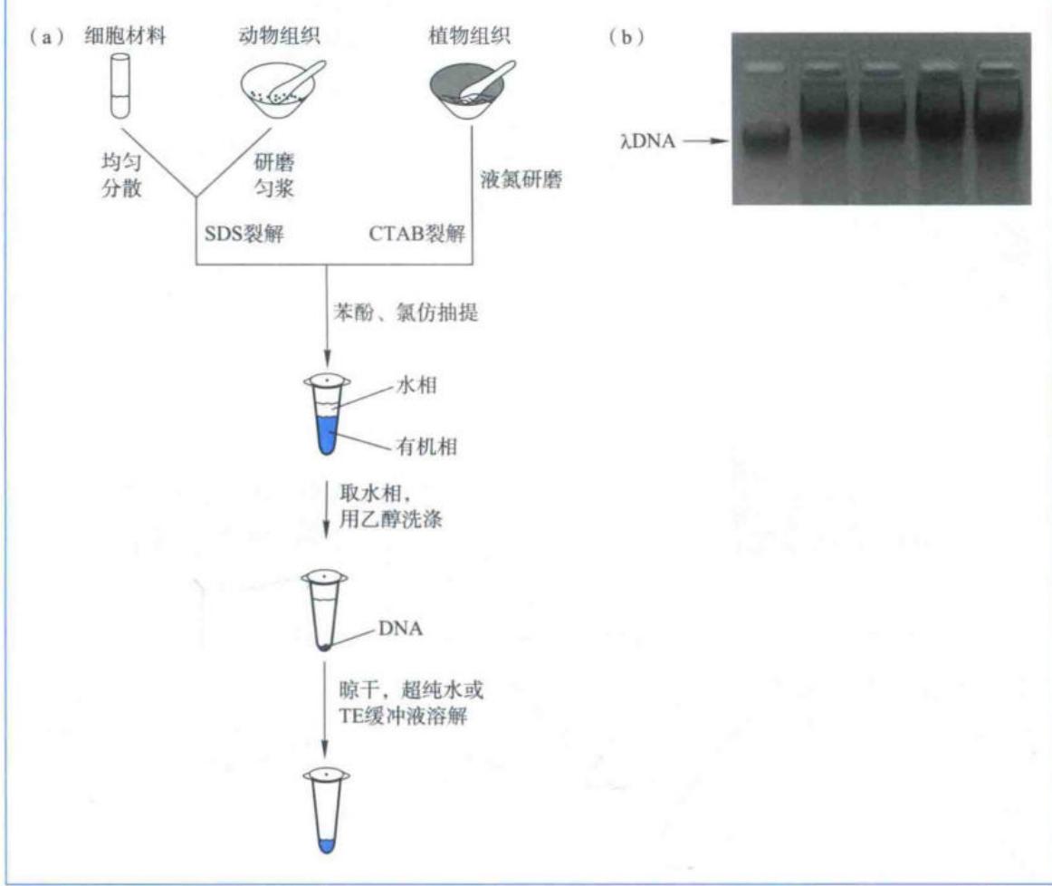 基因组DNA提取流程及样品电泳