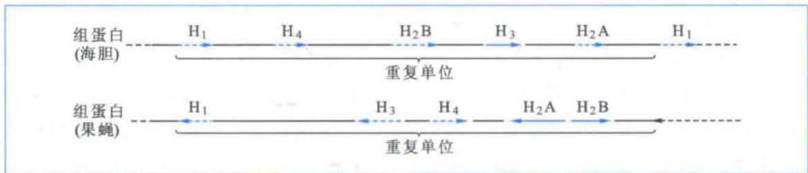 海胆组蛋白与果蝇tRNA复杂多基因家族