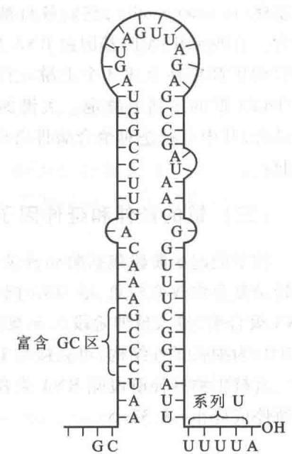 不依赖rho的终止子