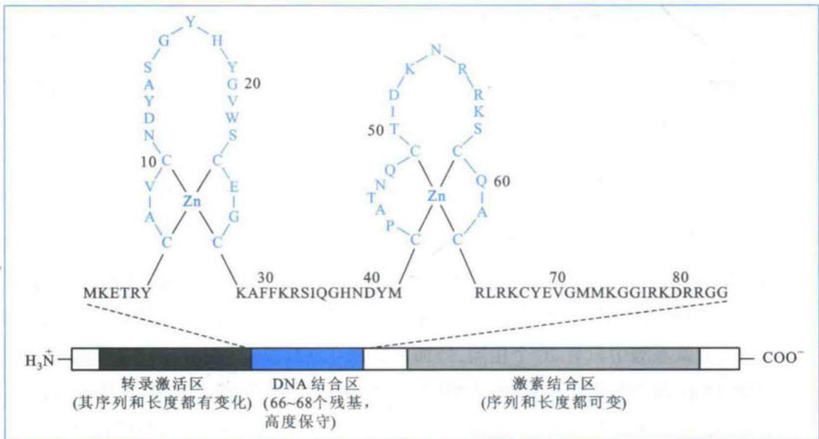 含两个锌指的典型类固醇激素受体