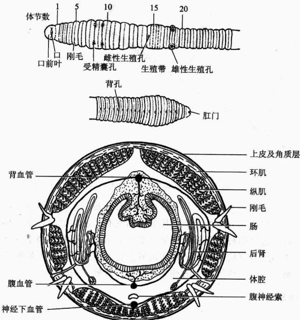 环节动物真体腔、隔膜和消化管的关系