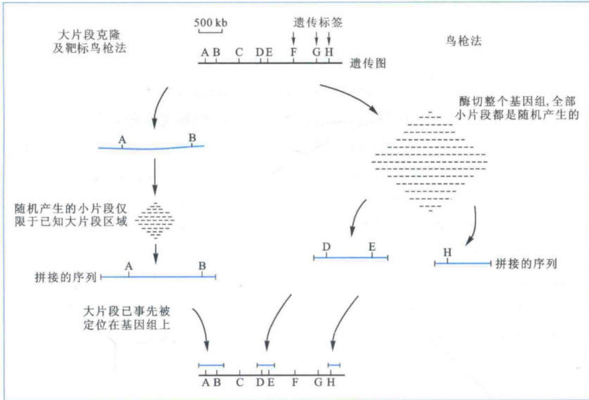 大片段克隆或靶标鸟枪法改进流程