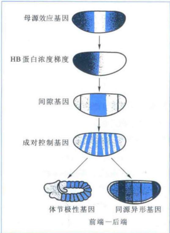 hunchback与caudal蛋白沿前后轴的互补分布