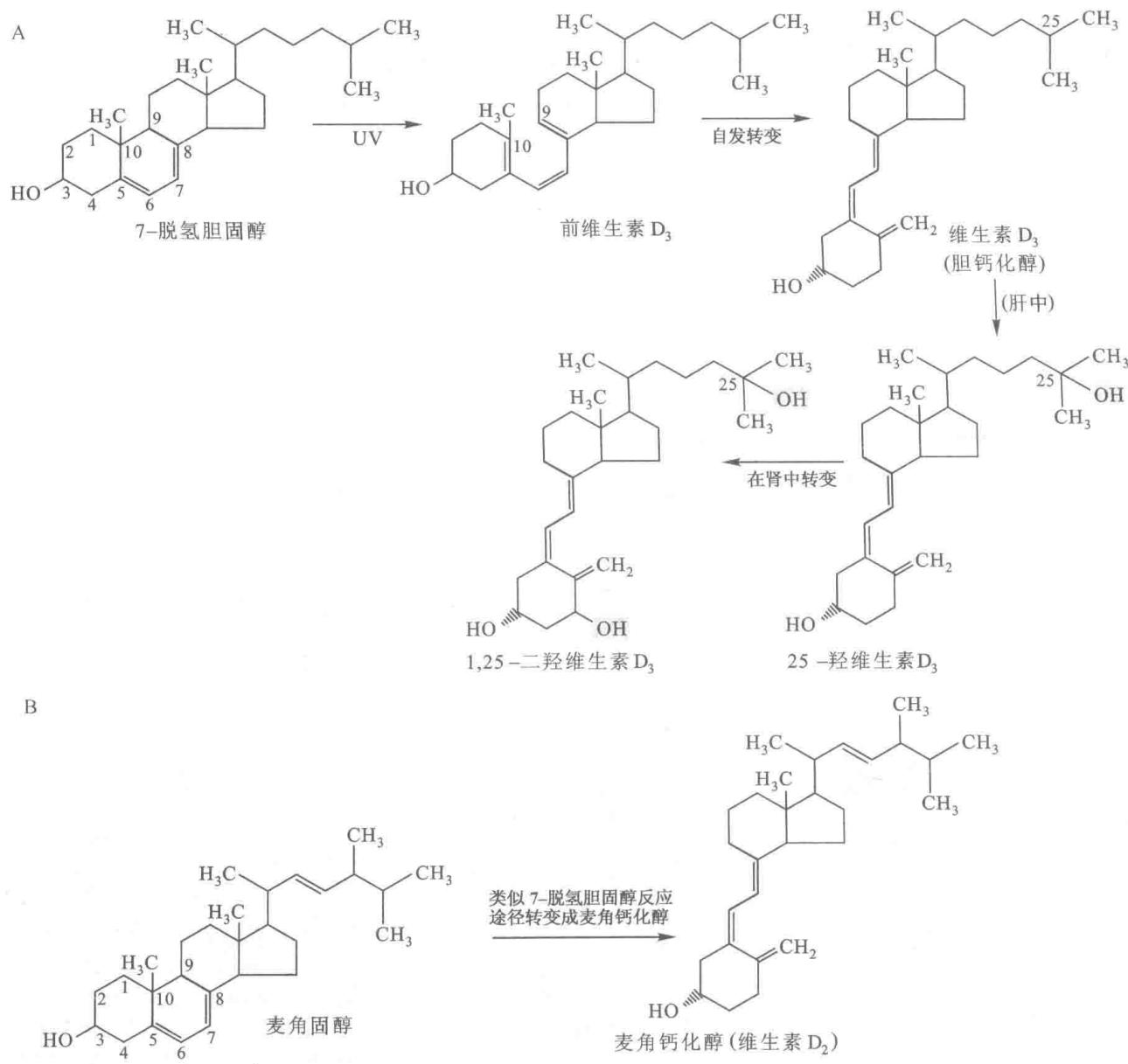维生素D的合成与活化