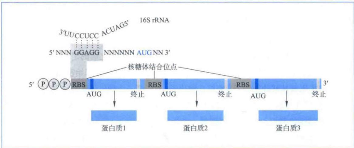 SD序列与16S rRNA 3'端互补