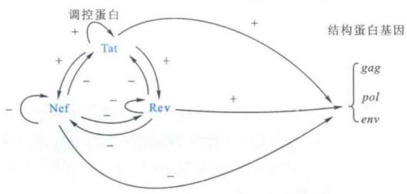 Tat、Rev和Nef对HIV基因表达的影响
