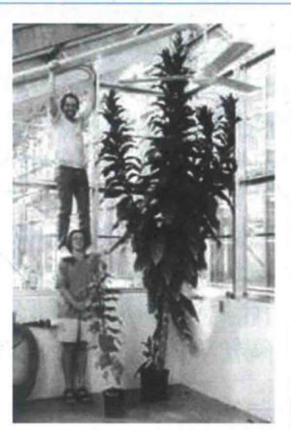 不同日长下烟草突变体与野生型的开花差异