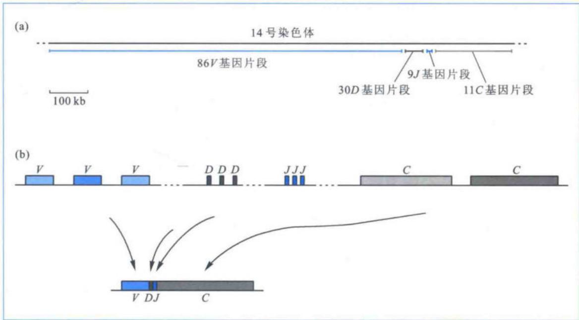 免疫球蛋白重链基因片段重排与组织特异性表达