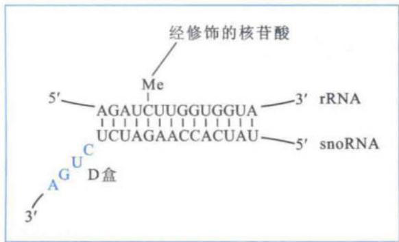酵母U24 snoRNA指导甲基化