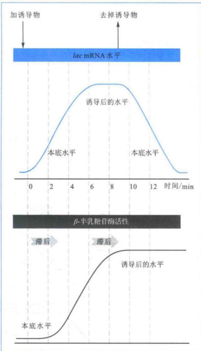 培养基中有无诱导物对lac mRNA及β-半乳糖苷酶活性的影响