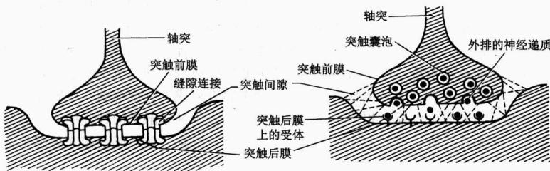 化学突触的结构和神经递质释放